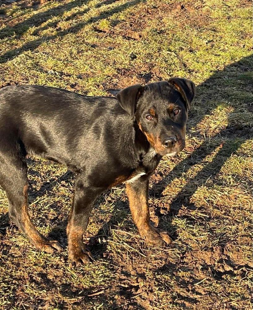 Piper   (2026), Adoptable, Puppy Female Rottweiler & Mixed Breed.