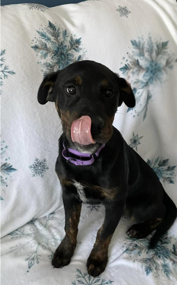 Piper (2026), a Adoptable mixed breed in Wenonah, NJ image 2/6