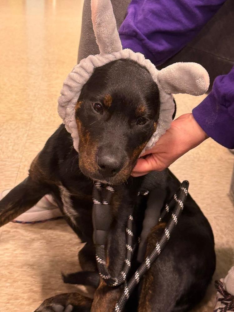 Piper   (2026), Adoptable, Puppy Female Rottweiler & Mixed Breed.