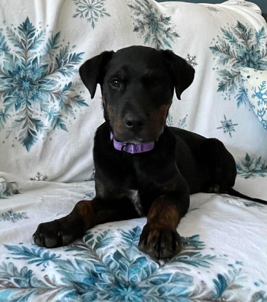 Piper (2026), a Adoptable mixed breed in Wenonah, NJ image 3/6