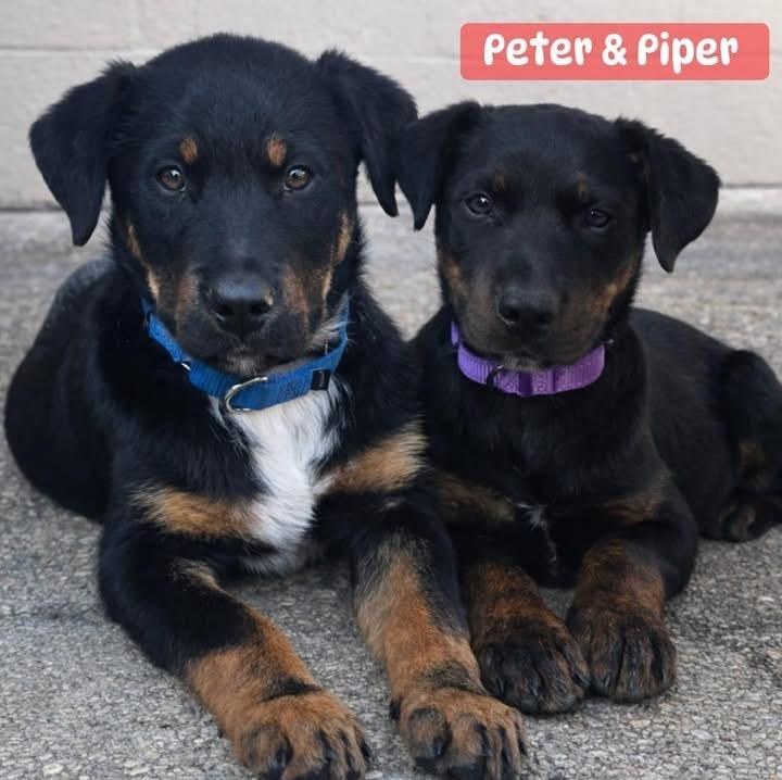 Piper (2026), a Adoptable mixed breed in Wenonah, NJ image 5/6