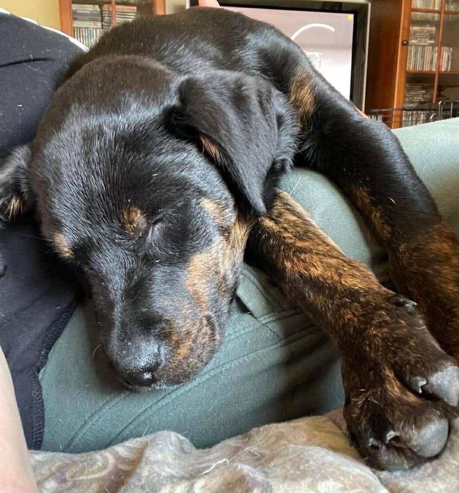 Piper (2026), a Adoptable mixed breed in Wenonah, NJ image 6/6