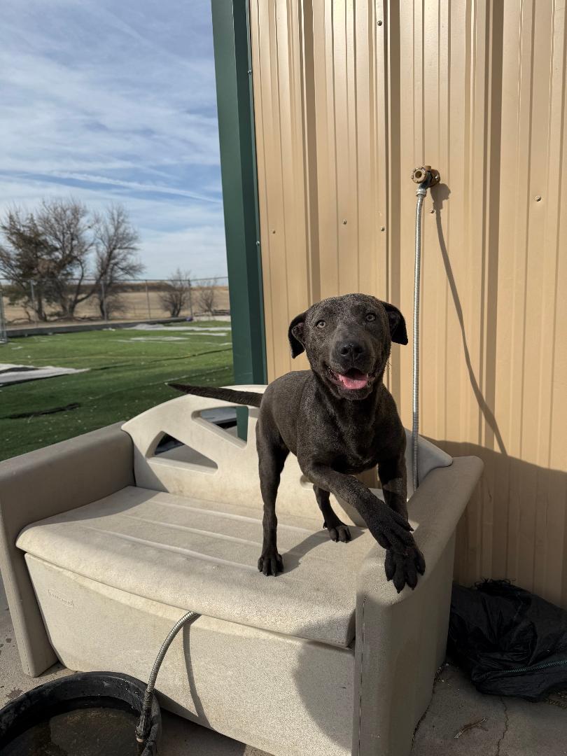 Enlarge Bonnie, a ADOPTABLE mixed breed in Ulysses, KS image 1/3