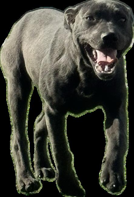 Enlarge Bonnie, a ADOPTABLE mixed breed in Ulysses, KS image 1/1