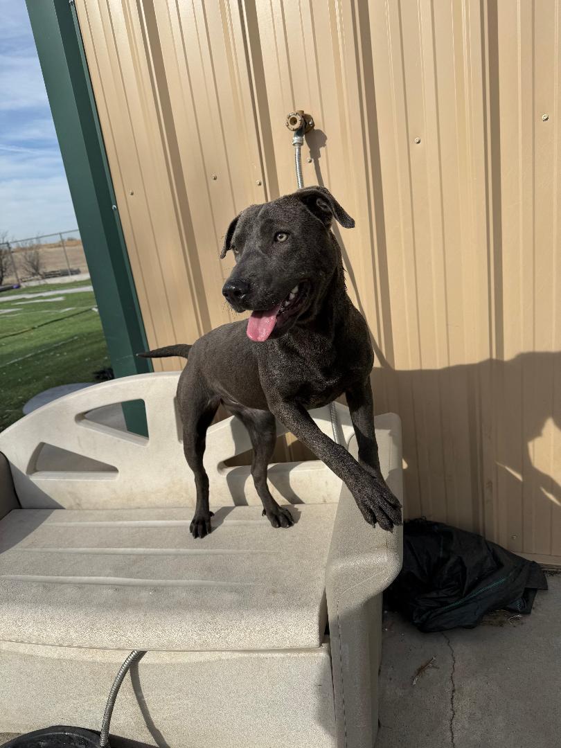 Enlarge Bonnie, a ADOPTABLE mixed breed in Ulysses, KS image 3/3
