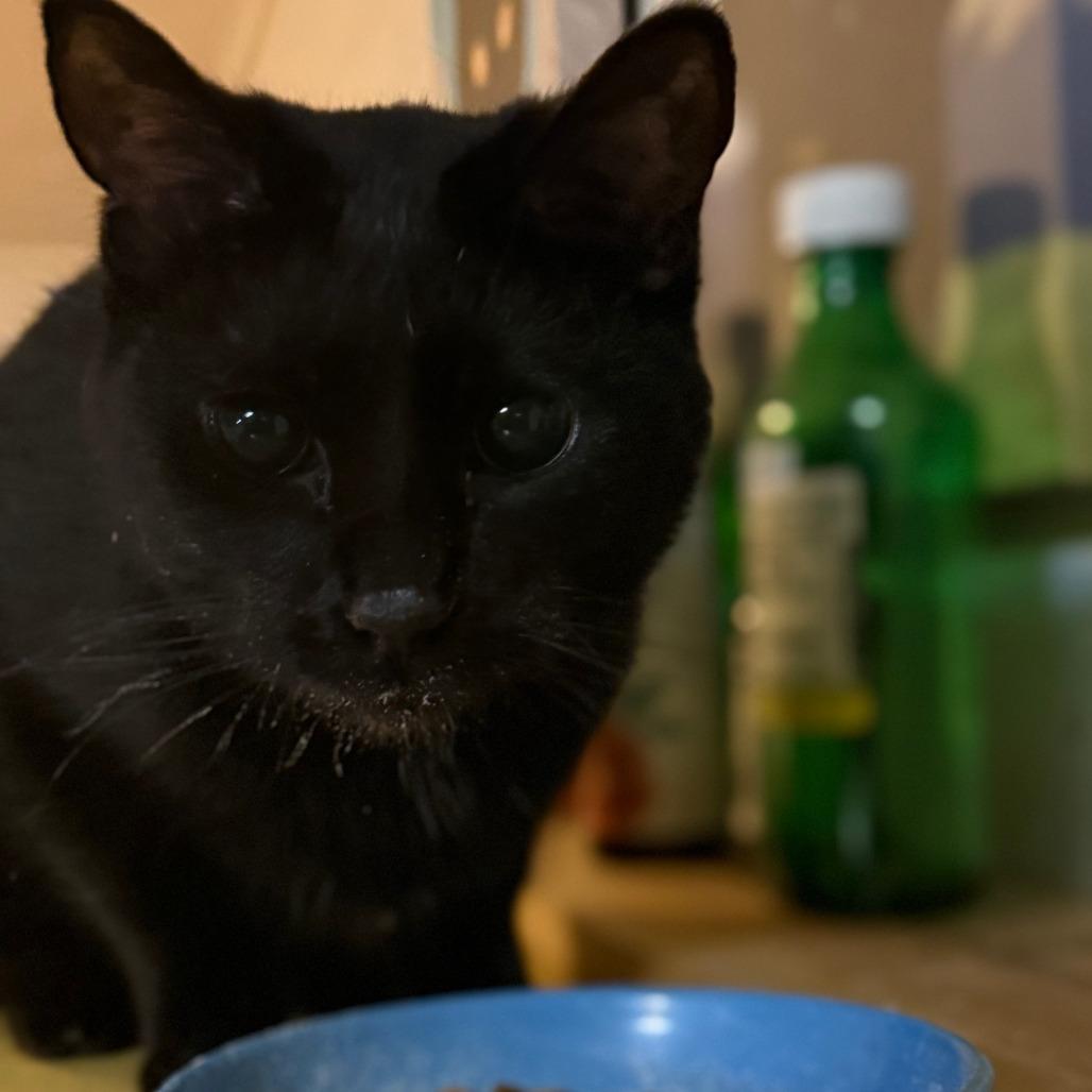 Enlarge Windsor, a Adoptable Domestic Short Hair in Inver Grove Heights, MN image 1/3