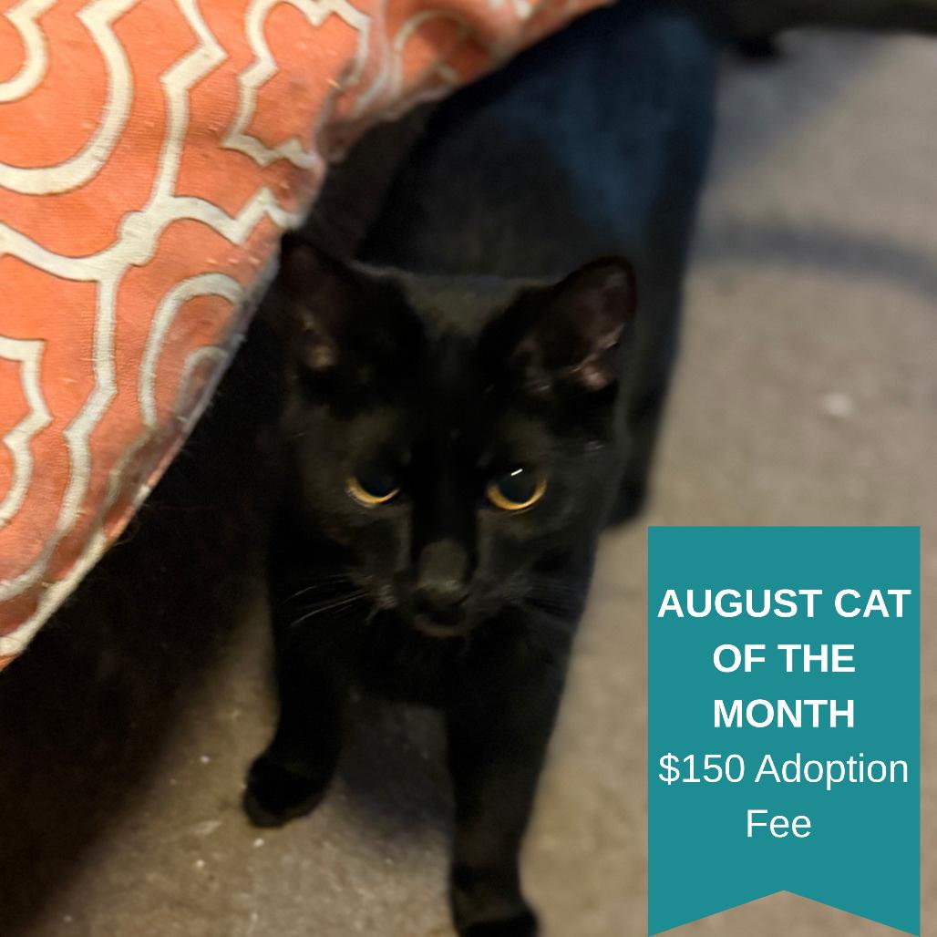 Windsor, a Adoptable Domestic Short Hair in Inver Grove Heights, MN image 2/4