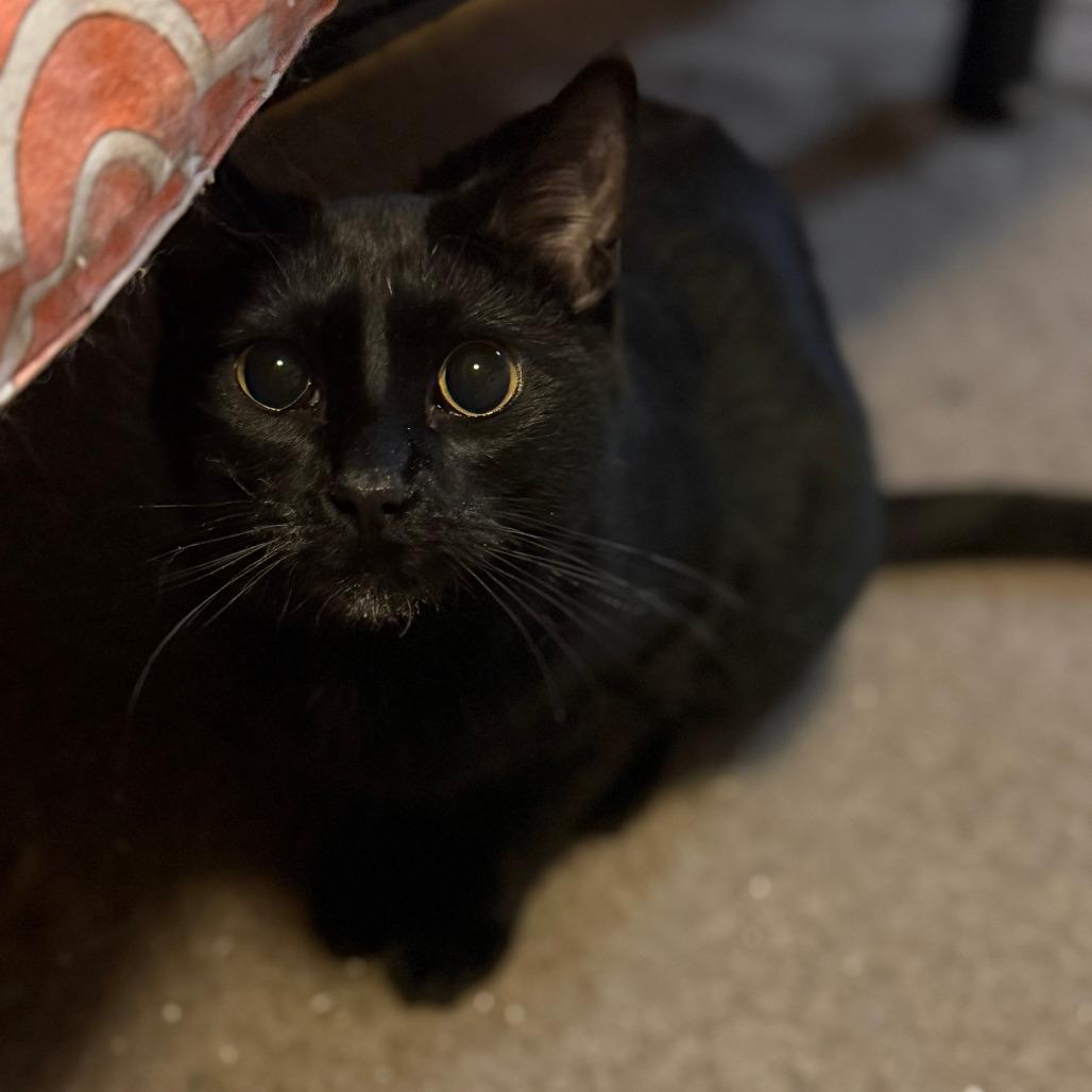 Enlarge Windsor, a Adoptable Domestic Short Hair in Inver Grove Heights, MN image 2/3