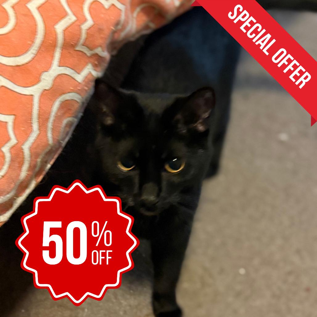 Windsor, a Adoptable Domestic Short Hair in Inver Grove Heights, MN image 3/4