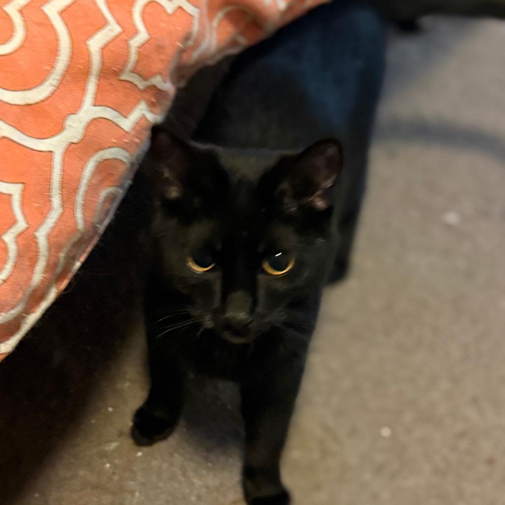 Enlarge Windsor, a Adoptable Domestic Short Hair in Inver Grove Heights, MN image 3/3