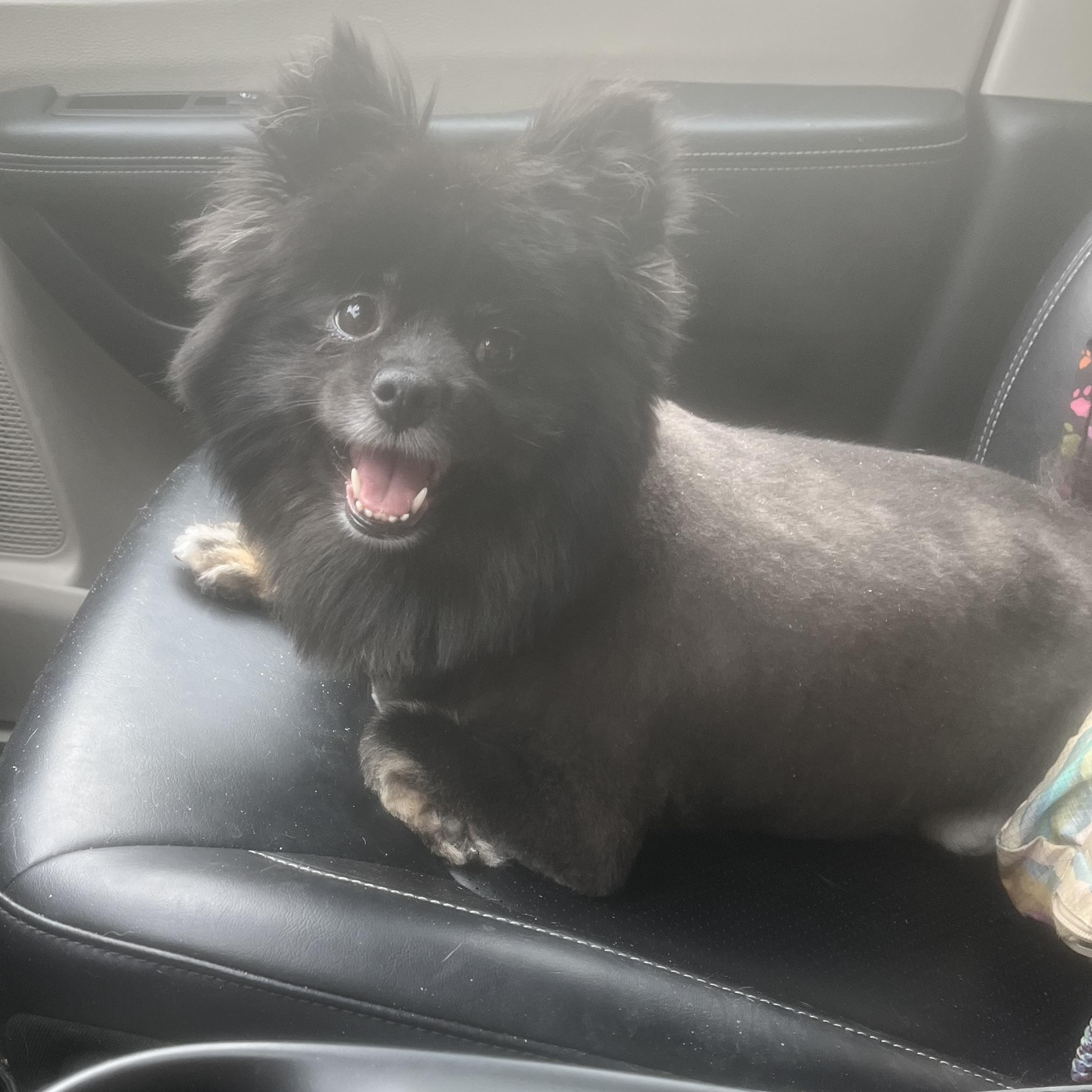 Enlarge Margo, a Adopted Pomeranian in Cornelius, NC image 3/3