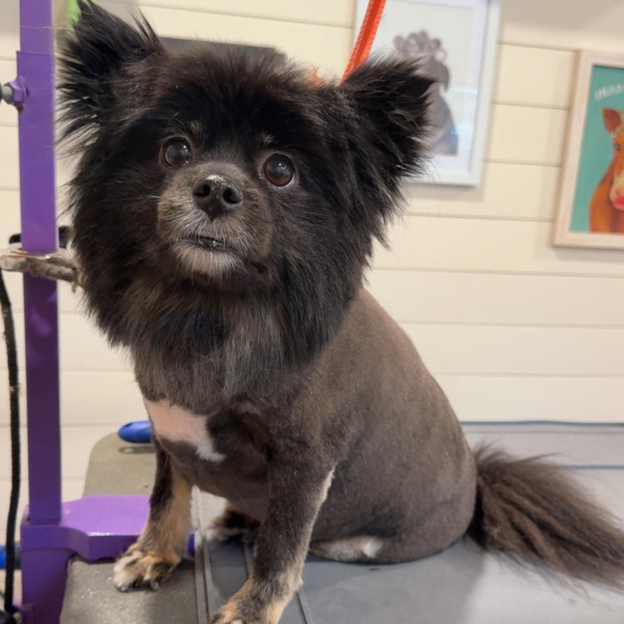 Enlarge Margo, a Adopted Pomeranian in Cornelius, NC image 2/3