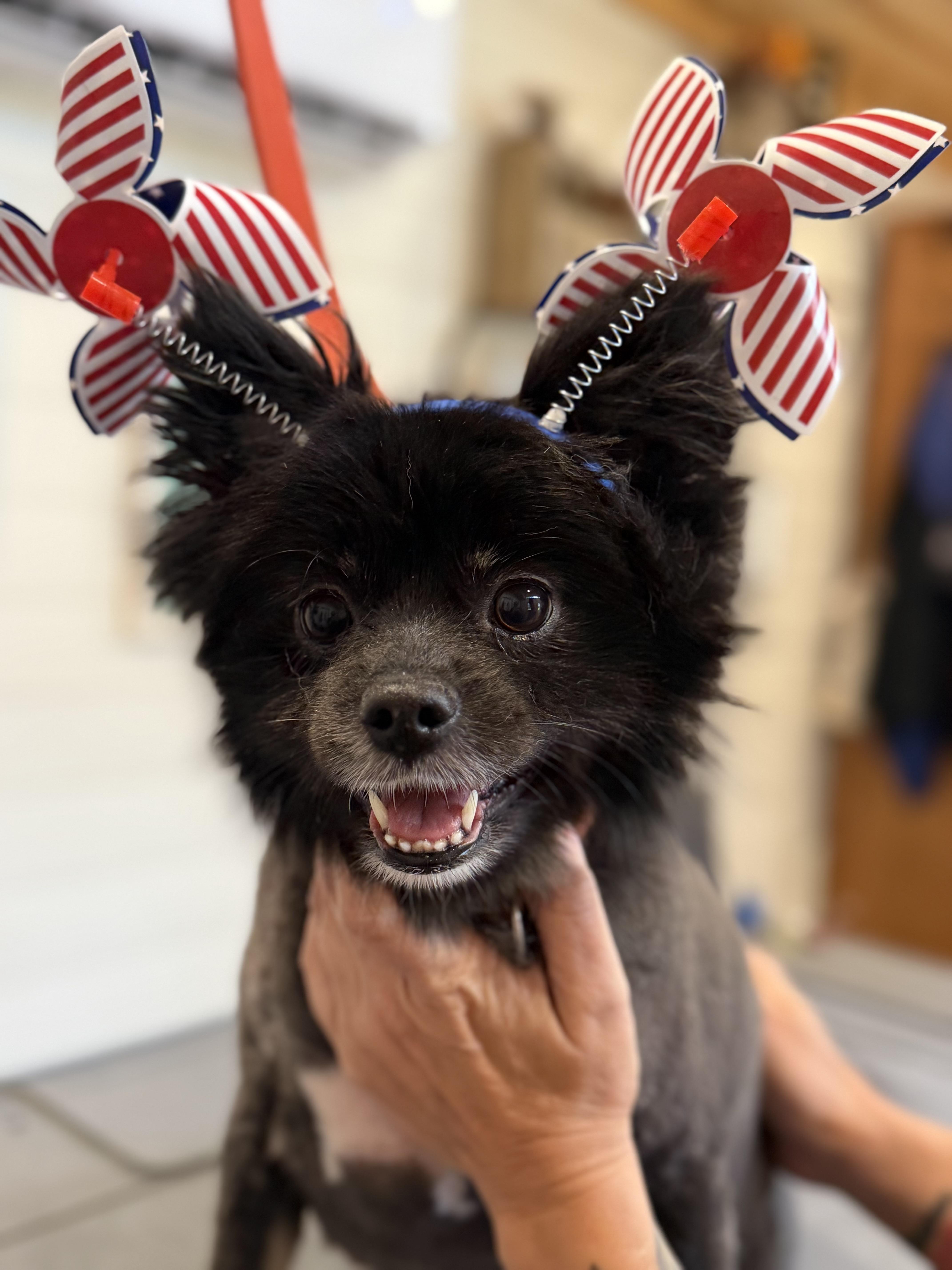 Margo, Adopted, Adult Female Pomeranian.