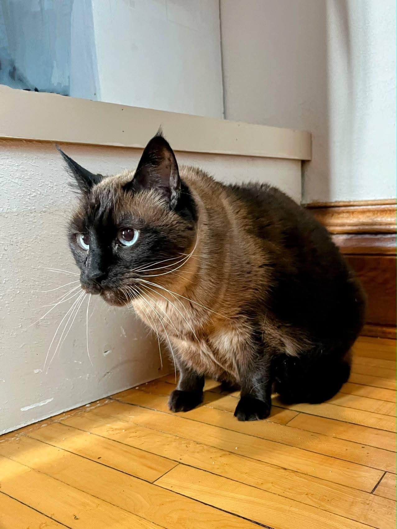 Meko, an adopted Siamese in Sawyer, ND image 1/4