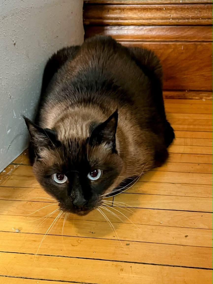 Meko, an adoptable Siamese in Sawyer, ND, 58781 | Photo Image 4