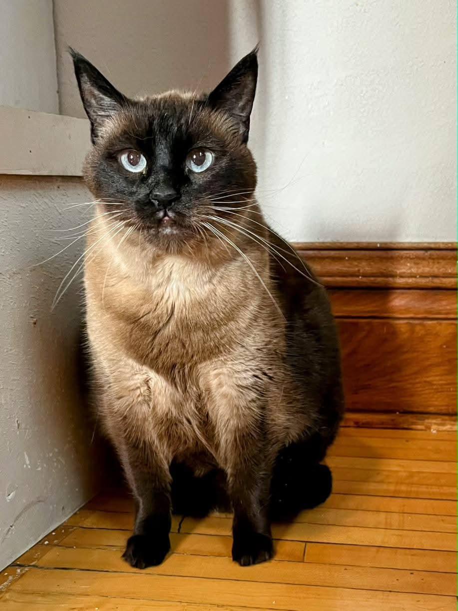 Meko, an adopted Siamese in Sawyer, ND image 4/4