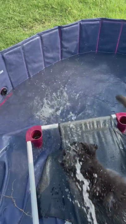 Enlarge Nitushi, a Adopted mixed breed in Austin, TX video 5/9