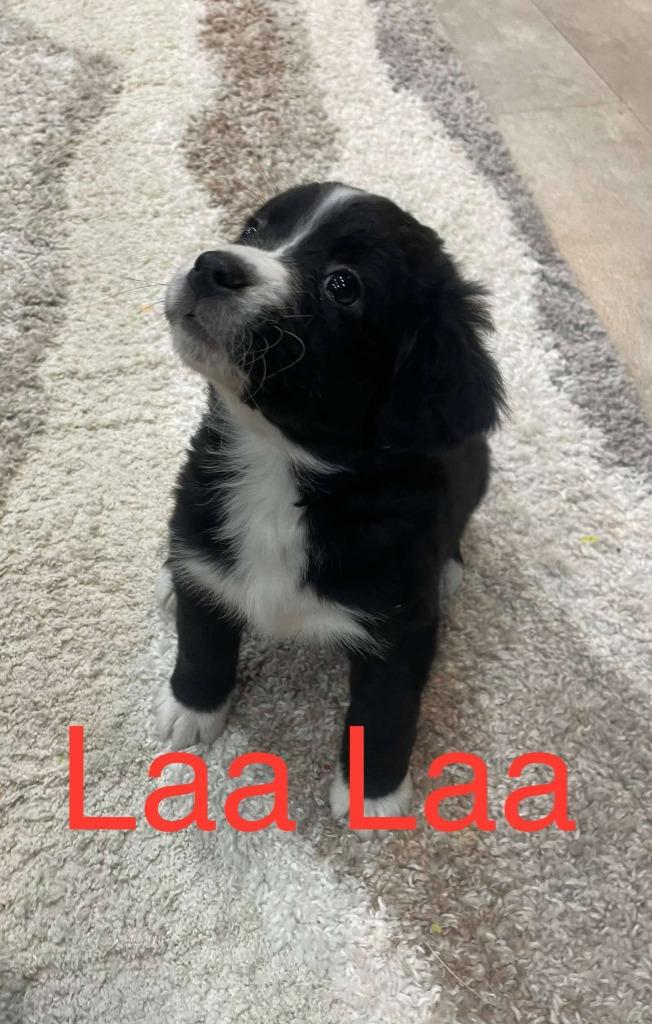 Enlarge LaaLaa (Bella), a Adopted mixed breed in Kendallville, IN image 1/1