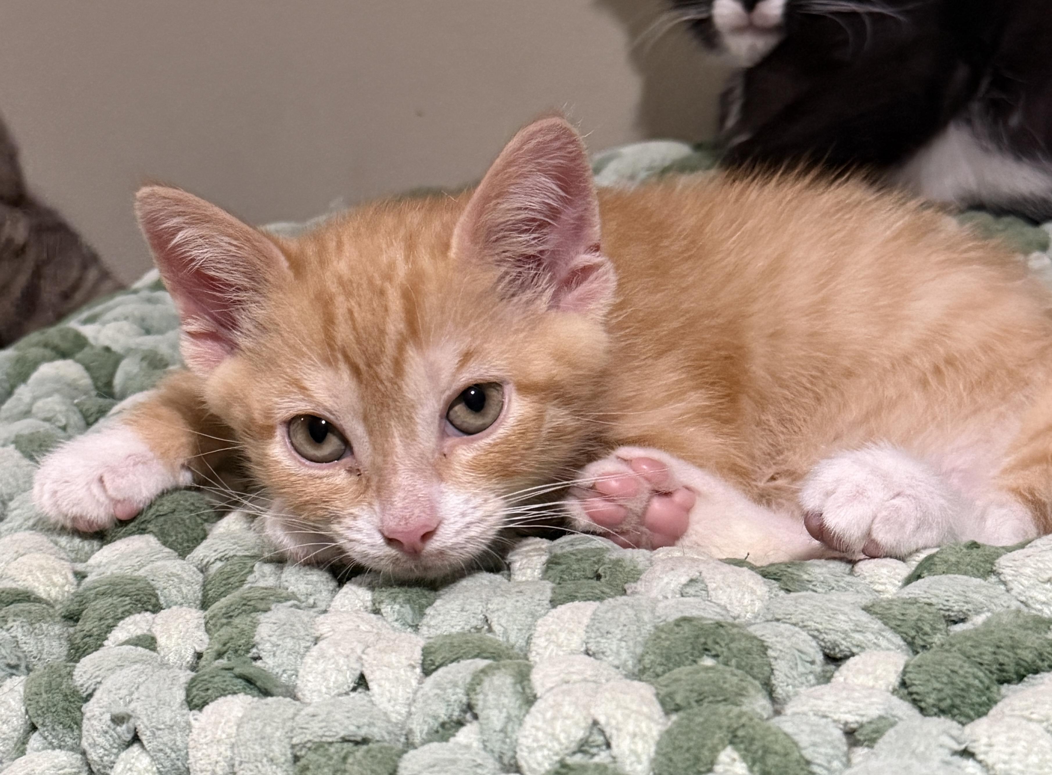 Tom, a Adoptable Domestic Short Hair in East Hanover, NJ image 3/3