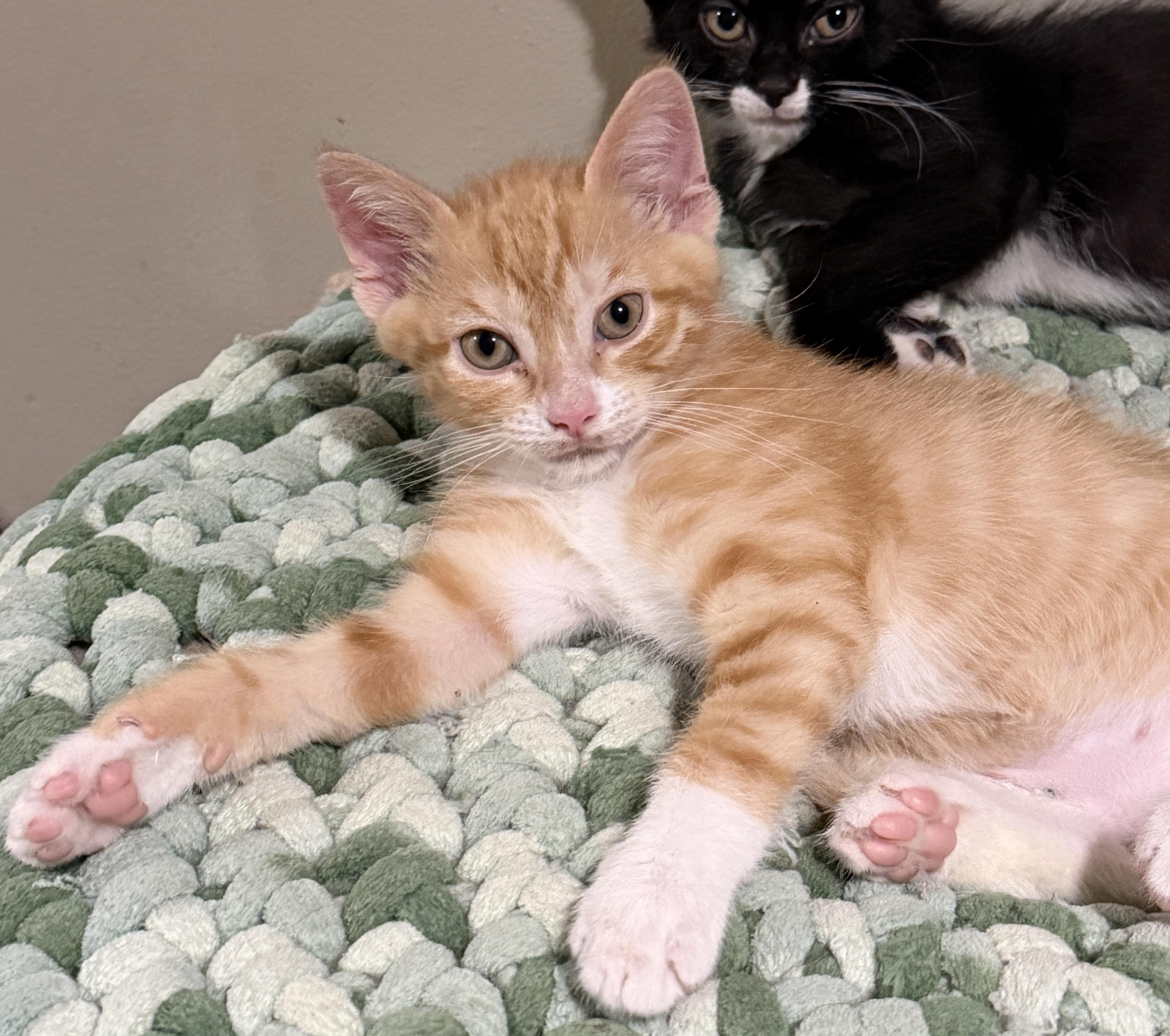 Tom, a Adoptable Domestic Short Hair in East Hanover, NJ image 1/3