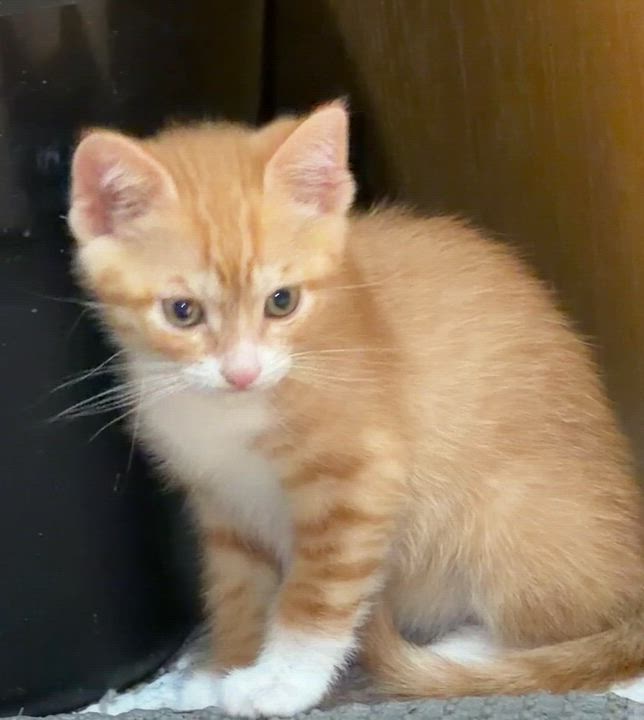 Enlarge Tom, a Adoptable Domestic Short Hair in East Hanover, NJ video 2/3
