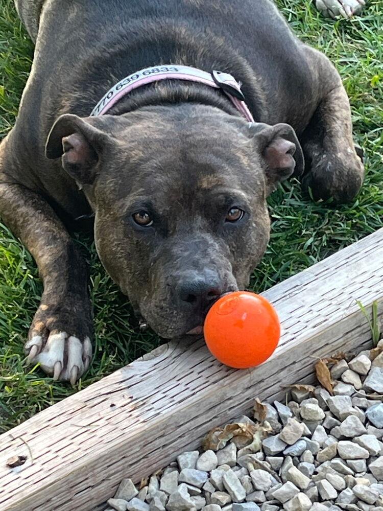 Enlarge River, a Adoptable Pit Bull Terrier in Herriman, UT image 1/4