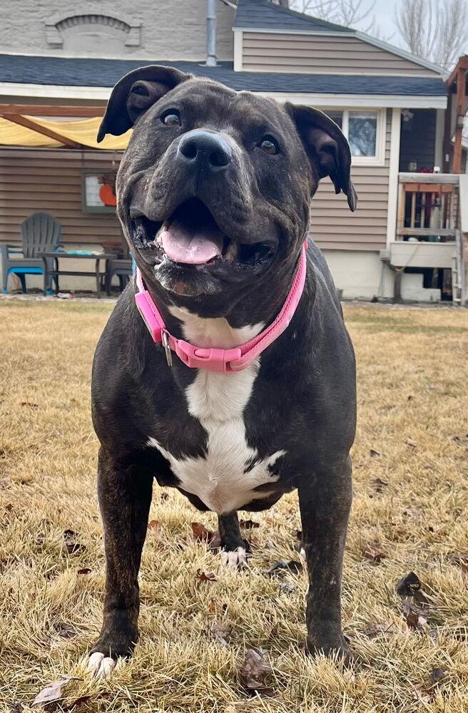 Enlarge River, a Adoptable Pit Bull Terrier in Herriman, UT image 2/4