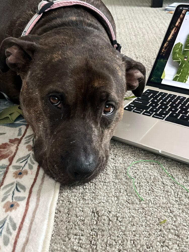 Enlarge River, a Adoptable Pit Bull Terrier in Herriman, UT image 3/4