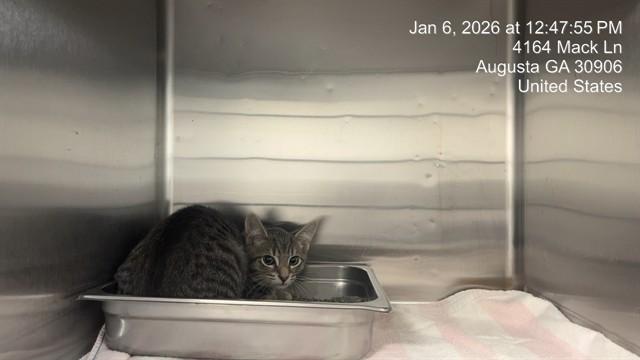 VEGAS, Adoptable, Kitten Male Domestic Short Hair.