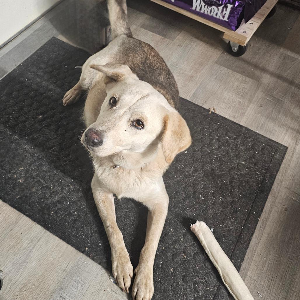 Sandy, Adoptable, Adult Female Mixed Breed.