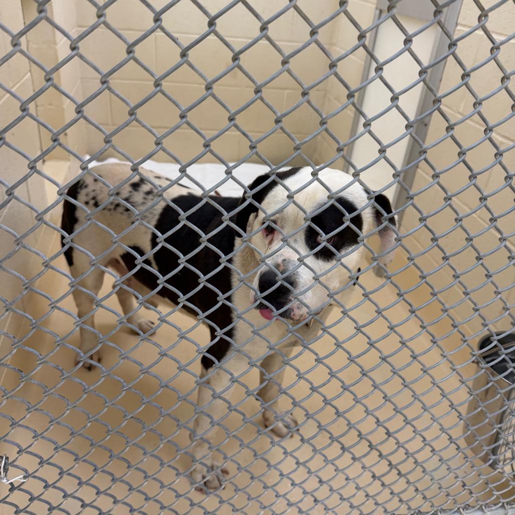 Ezekiel, Adoptable, Senior Male Mixed Breed.