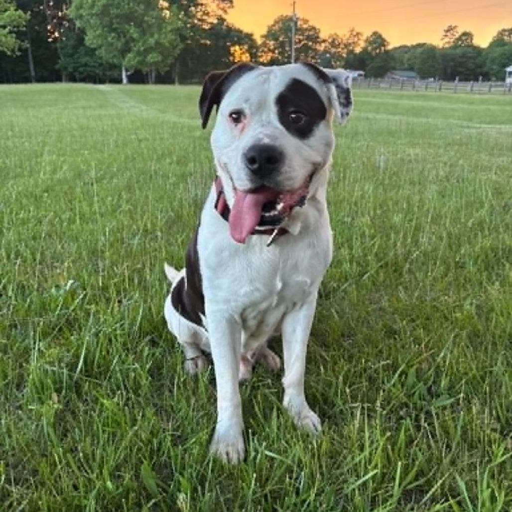 Enlarge Ezekiel, a Adoptable Mixed Breed in Winston-Salem, NC image 3/6