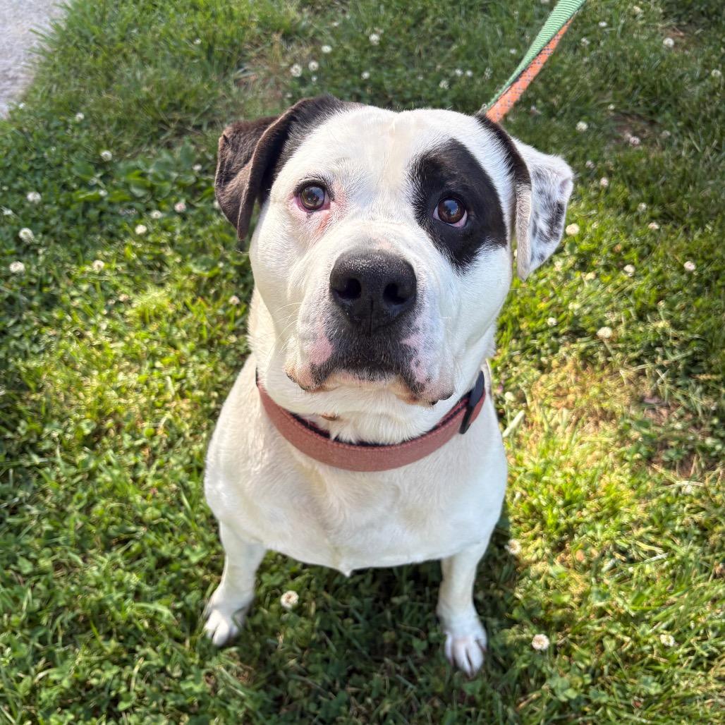 Enlarge Ezekiel, a Adoptable Mixed Breed in Winston-Salem, NC image 4/6