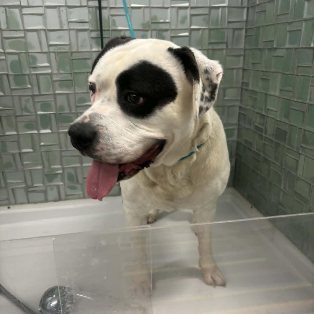 Enlarge Ezekiel, a Adoptable Mixed Breed in Winston-Salem, NC image 5/6