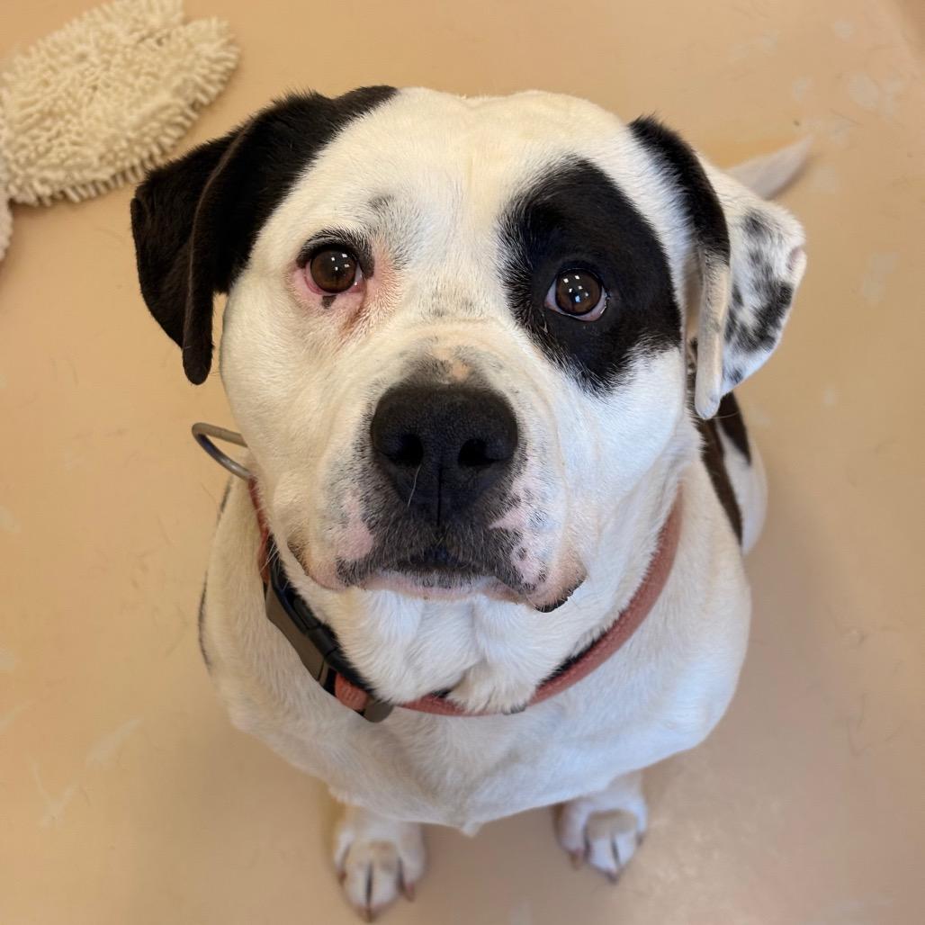 Enlarge Ezekiel, a Adoptable Mixed Breed in Winston-Salem, NC image 6/6