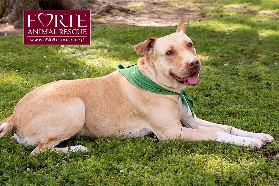 Cleopatra, a ADOPTABLE mixed breed in Marina Del Rey, CA image 4/6