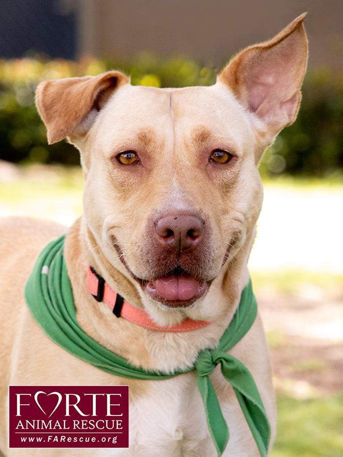 Cleopatra, a ADOPTABLE mixed breed in Marina Del Rey, CA image 5/6