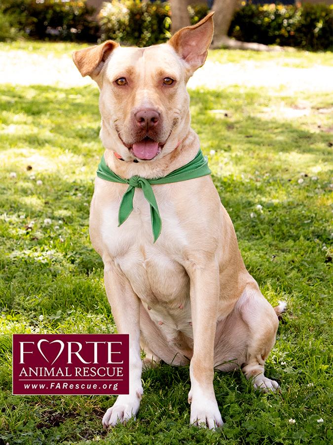 Cleopatra, a ADOPTABLE mixed breed in Marina Del Rey, CA image 3/6