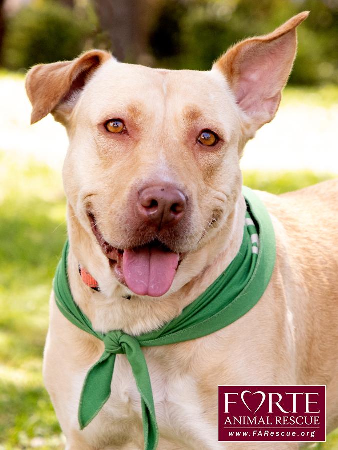 Cleopatra, ADOPTABLE, Young Female Pharaoh Hound & Labrador Retriever.