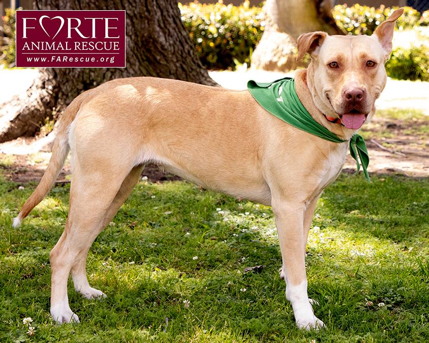 Cleopatra, a ADOPTABLE mixed breed in Marina Del Rey, CA image 2/6