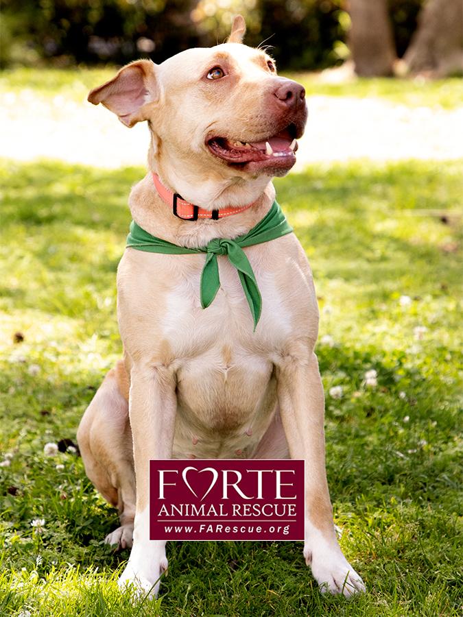 Cleopatra, a ADOPTABLE mixed breed in Marina Del Rey, CA image 6/6