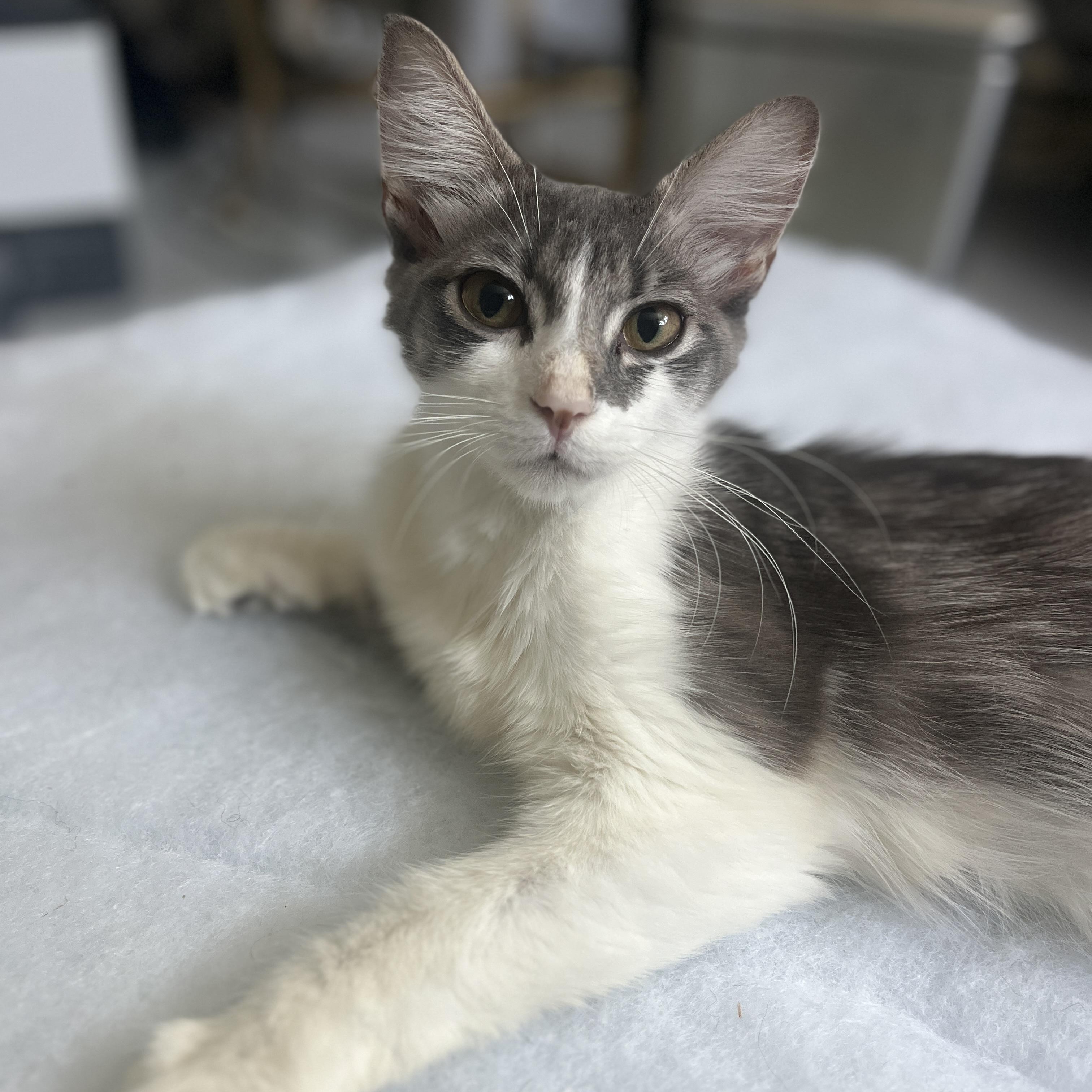 Grey And White Cat Breeds: Discover Stunning Varieties