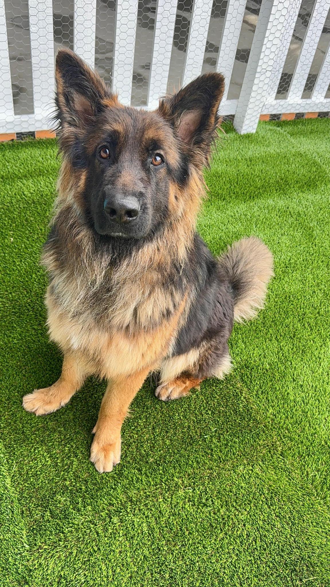 Enlarge Bernice, a ADOPTABLE German Shepherd Dog in Brookfield, CT image 4/5