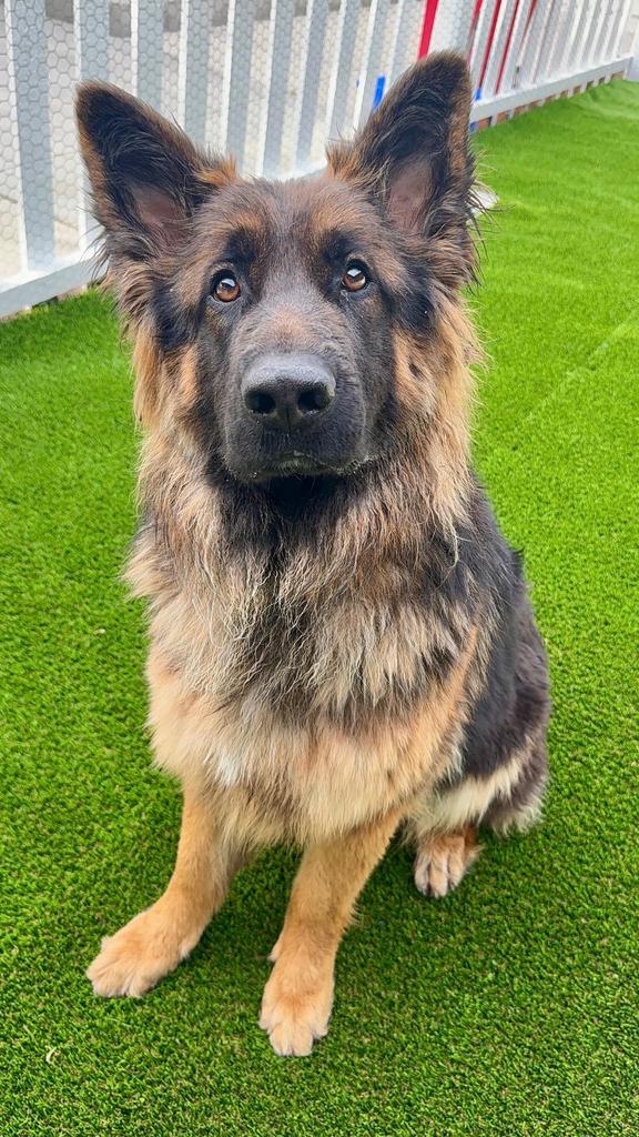 Enlarge Bernice, a ADOPTABLE German Shepherd Dog in Brookfield, CT image 3/5