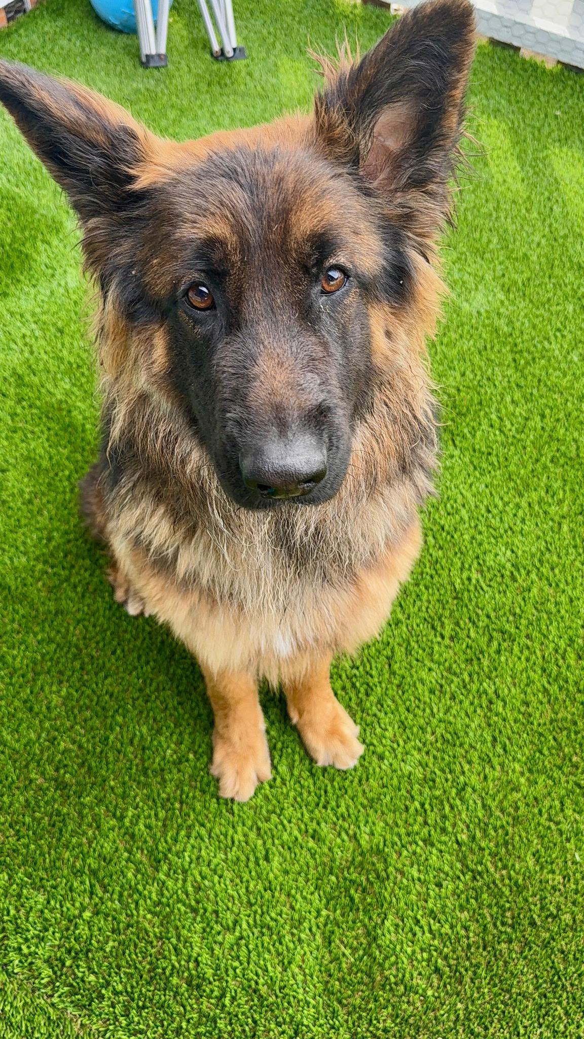 Enlarge Bernice, a ADOPTABLE German Shepherd Dog in Brookfield, CT image 5/5