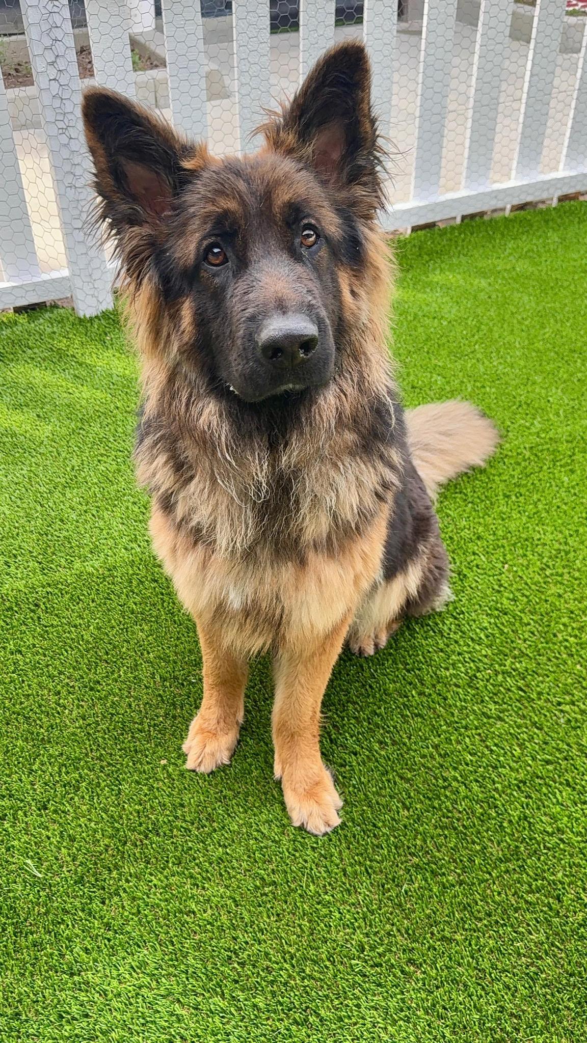 Enlarge Bernice, a ADOPTABLE German Shepherd Dog in Brookfield, CT image 2/5