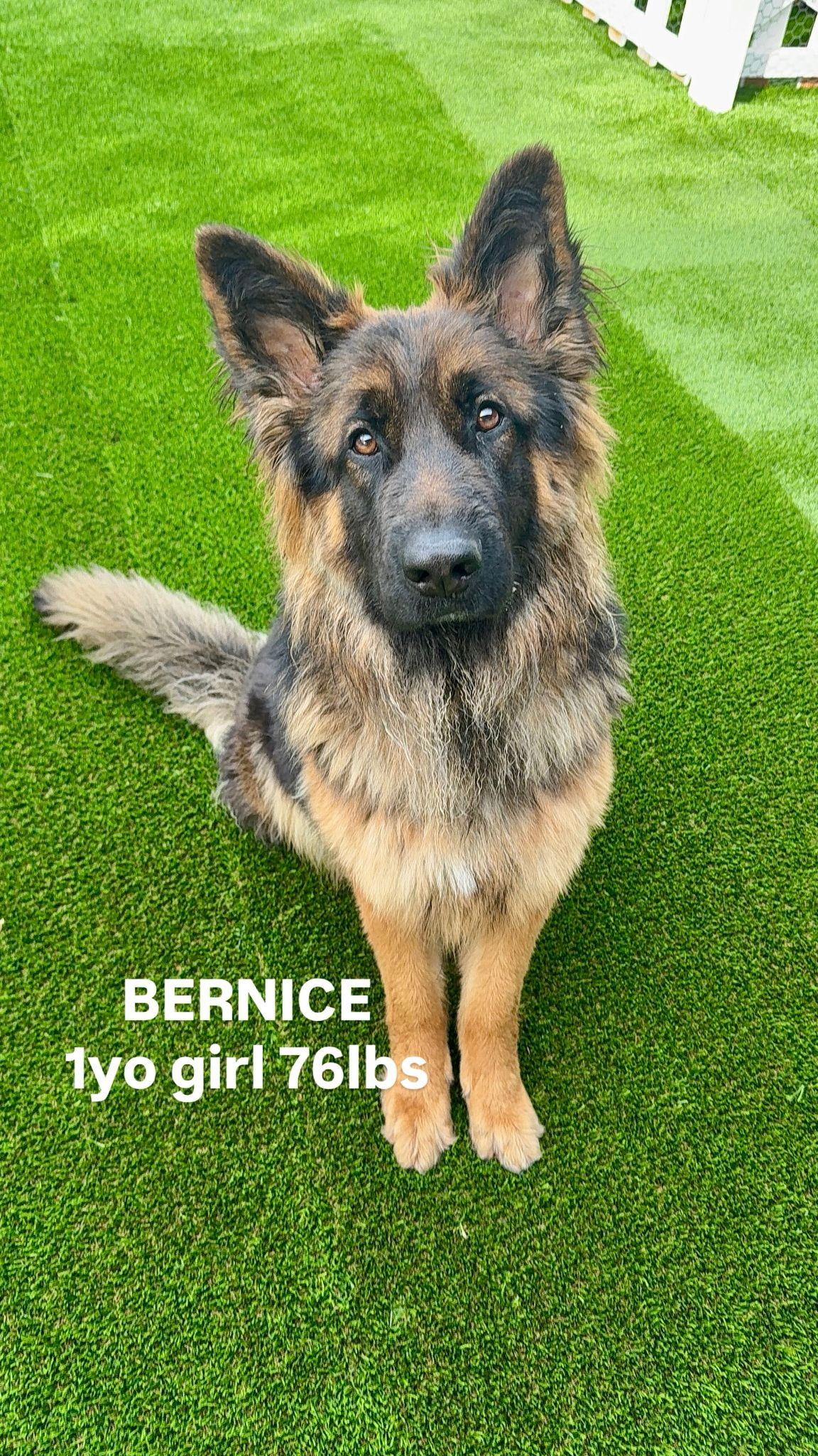Enlarge Bernice, a ADOPTABLE German Shepherd Dog in Brookfield, CT image 1/5
