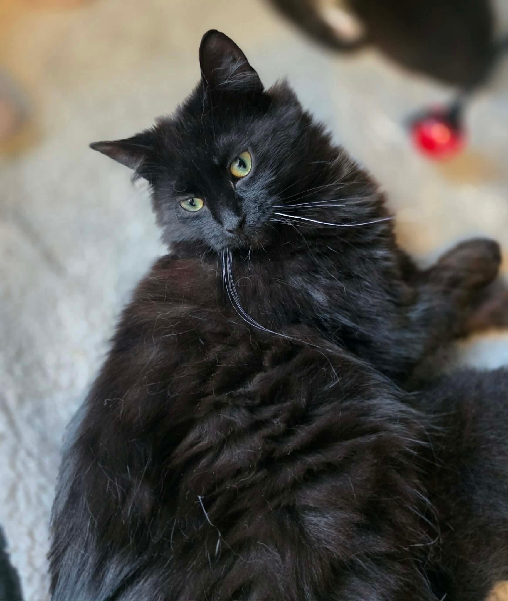Sora, a ADOPTABLE Domestic Long Hair in Terrebonne, QC image 3/6