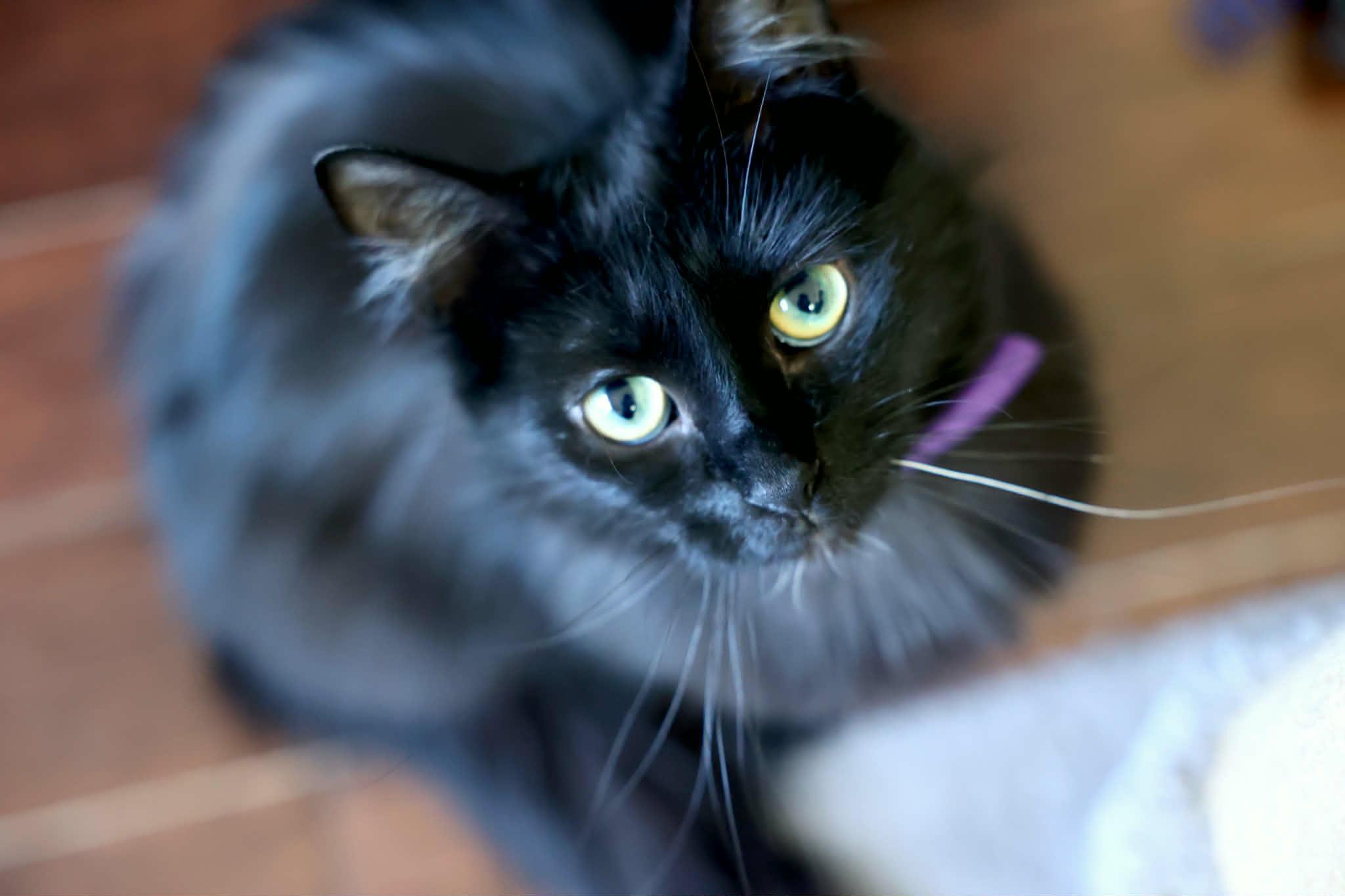 Sora, ADOPTABLE, Young Female Domestic Long Hair.