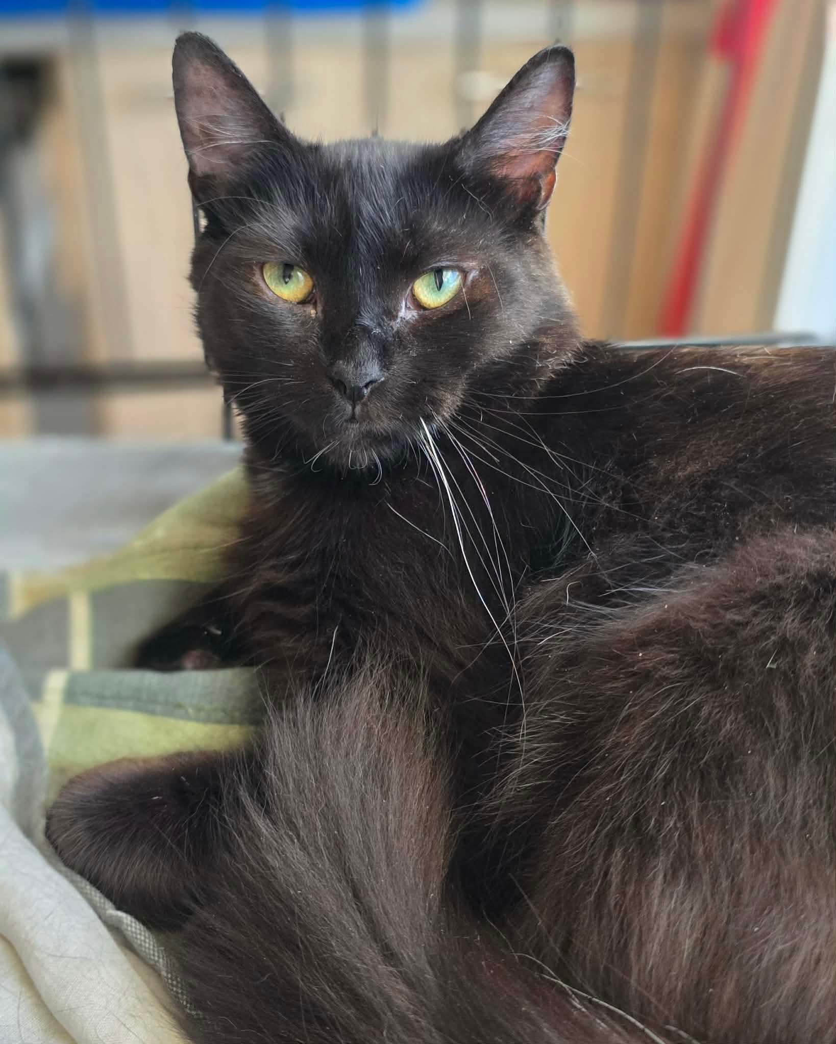 Sora, a ADOPTABLE Domestic Long Hair in Terrebonne, QC image 5/6